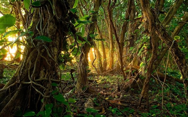 Tierra/Naturaleza Jungla Bosque Árbol Vine Rainforest Fondo de pantalla HD | Fondo de Escritorio