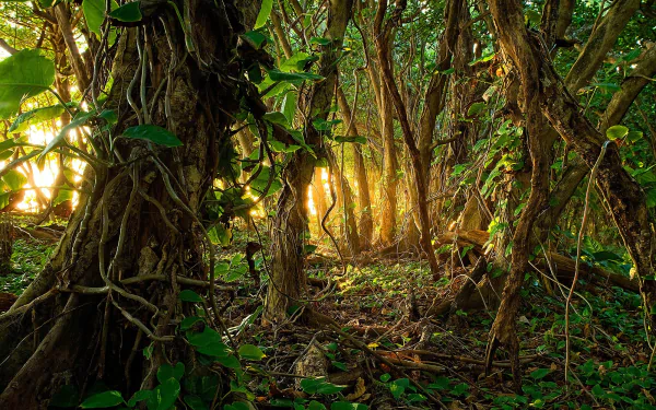HD desktop wallpaper of a lush rainforest with vines, dense trees, and sunlight streaming through. The image evokes a sense of natural beauty and jungle mystique.
