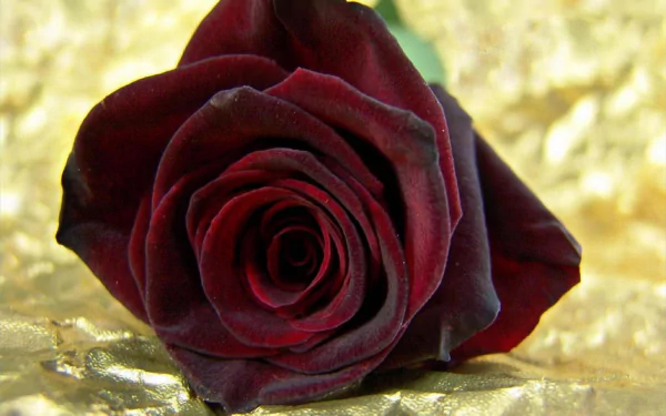  Deep Red Rose