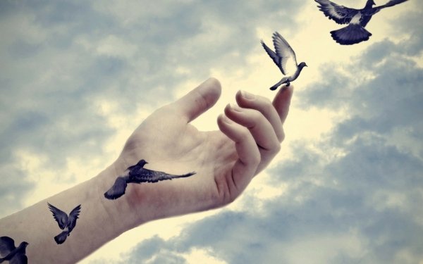 Photography Manipulation Illusion Bird Flying Hand HD Wallpaper | Background Image