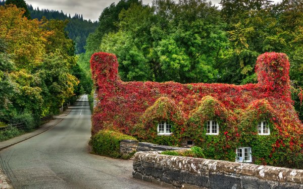 Man Made House Ivy Wales Leaf Road Fall HD Wallpaper | Background Image