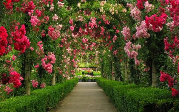 Menschengemacht Garten Rose Felsentor Grün Pink Flower Natur Rosenstrauch HD Wallpaper | Hintergrund