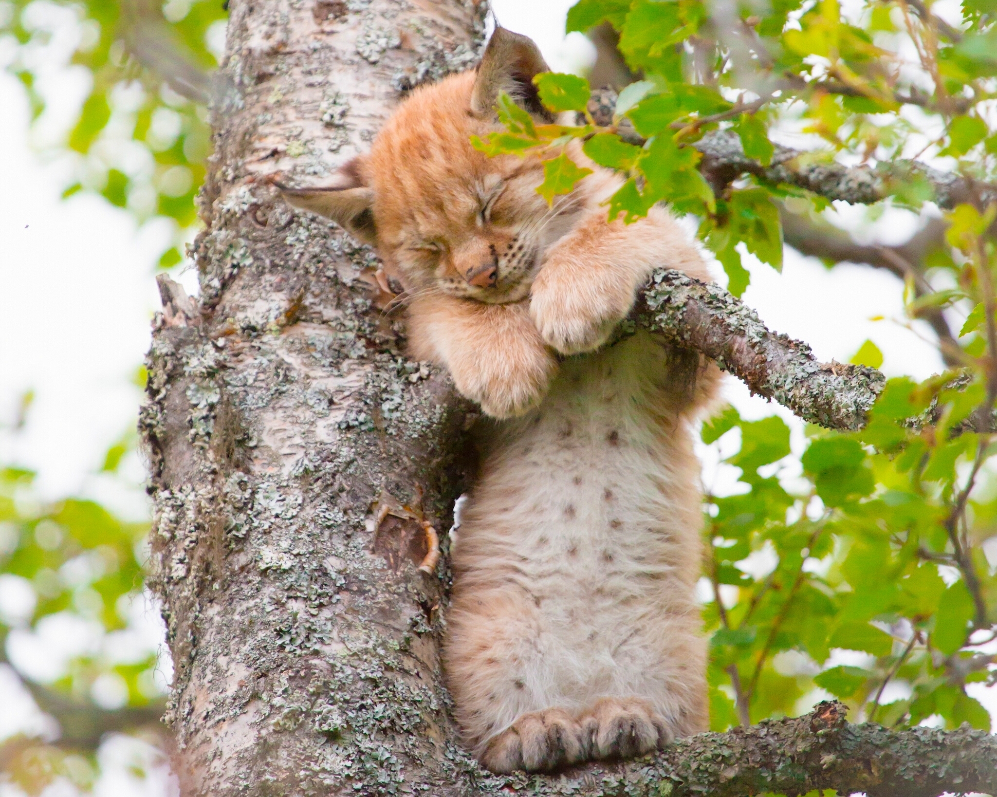 Смешная картинка для поднятия. Кошка спит на дереве. Рысенок спит на дереве. Котенок на дереве. Рысь спит на дереве.