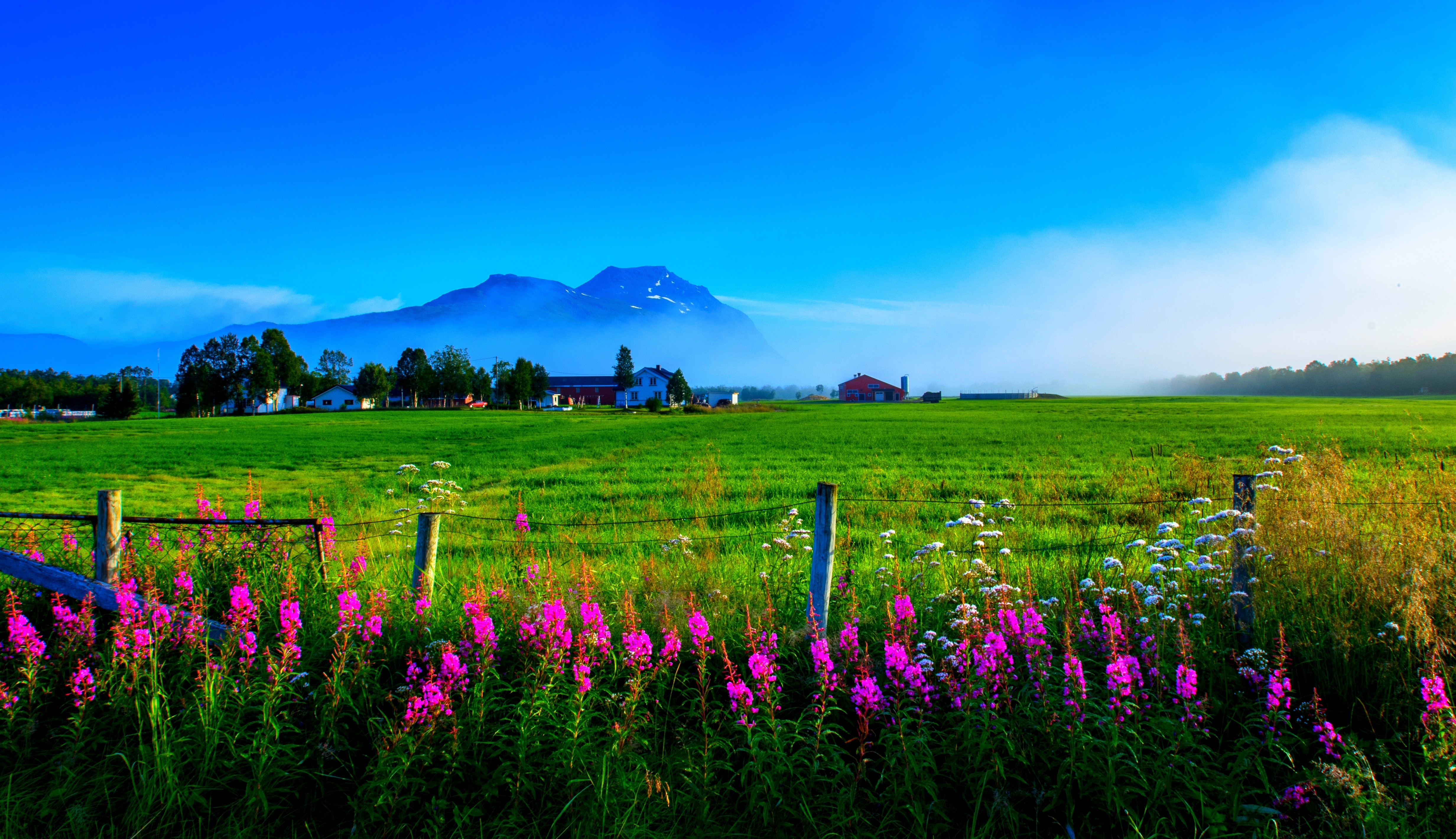Download Fence Green Grass Flower Field Spring Earth Photography 