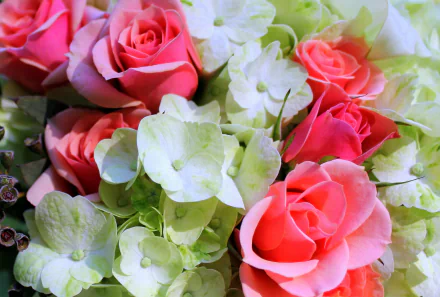  Pink Roses and White Phlox Flowers