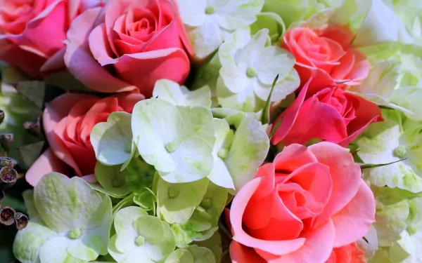  Pink Roses and White Phlox Flowers