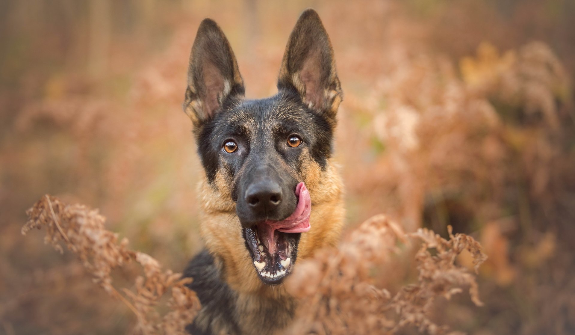 A German Shepherd playfully licks its lips amidst blurred autumn foliage, capturing a cozy fall ambiance. This 4K Ultra HD image serves as an engaging desktop wallpaper.