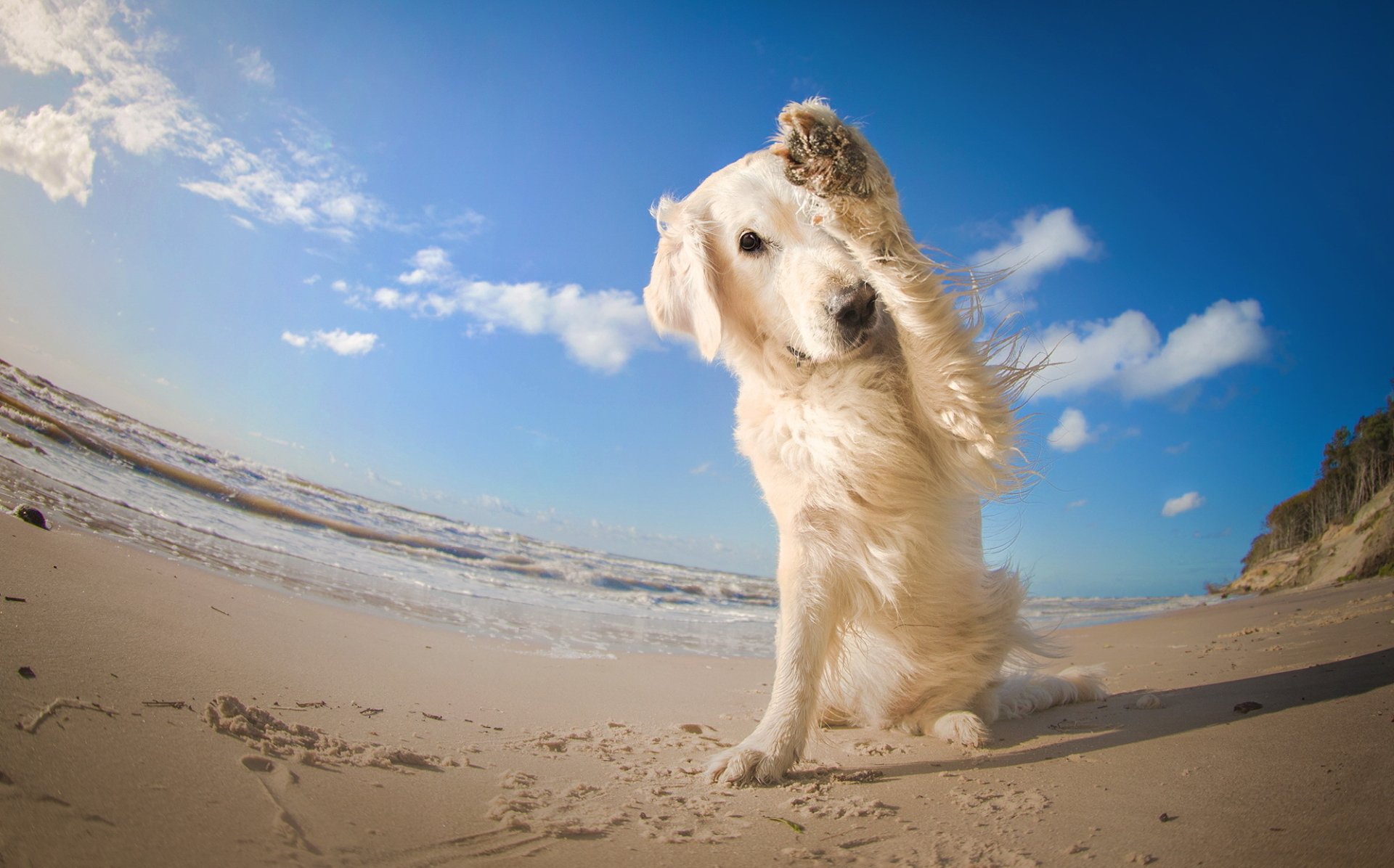 A fisheye HD desktop wallpaper capturing a dog shaking off sand on a sunny beach under a blue sky.