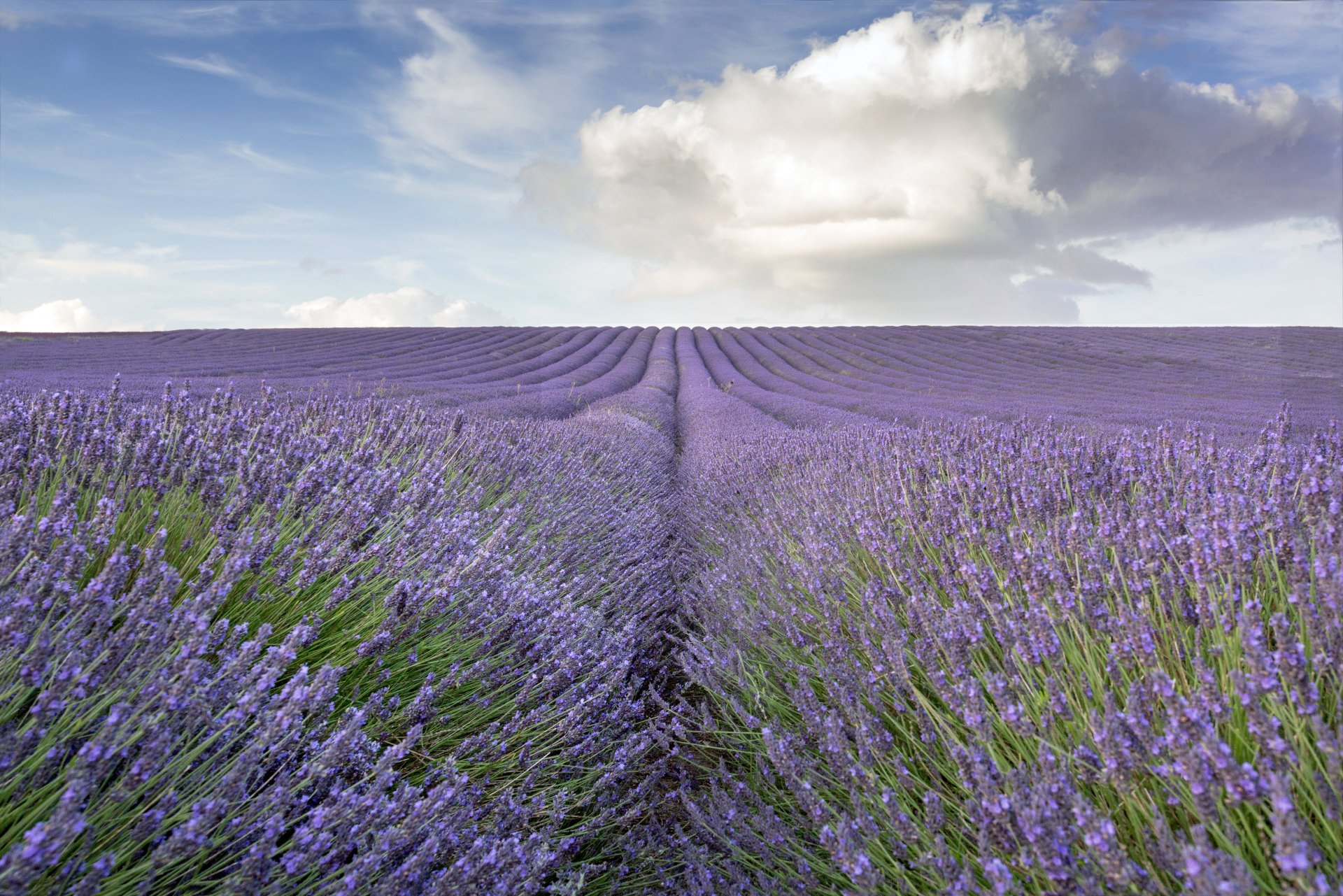 Download Nature Horizon Purple Flower Field Cloud Flower Lavender 4k ...
