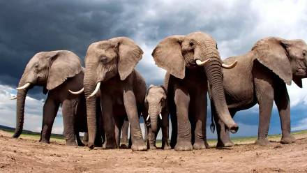 elephant TV Show Life Story HD Desktop Wallpaper | Background Image
