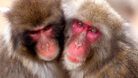 Japanese macaque TV Show Life Story HD Desktop Wallpaper | Background Image