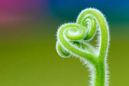 Close-up macro of a vibrant green fern unfurling against a softly blurred, colorful background in 4K Ultra HD detail, showcasing intricate plant textures in nature.