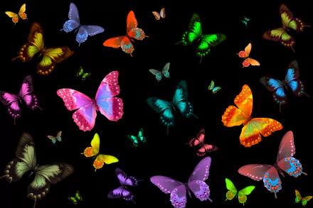 A vibrant HD wallpaper featuring a colorful array of butterflies in various shades, creating an artistic and lively background against a black backdrop.