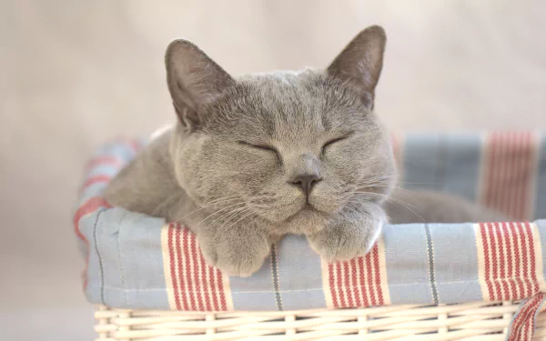 HD desktop wallpaper featuring a cute, sleeping cat in a cozy basket with a striped cloth.