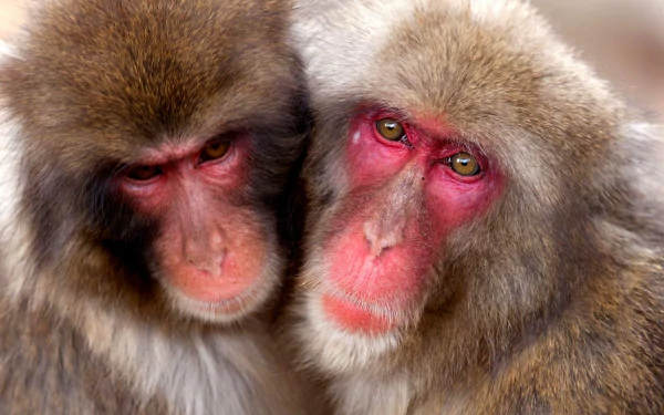 Japanese macaque TV Show Life Story HD Desktop Wallpaper | Background Image