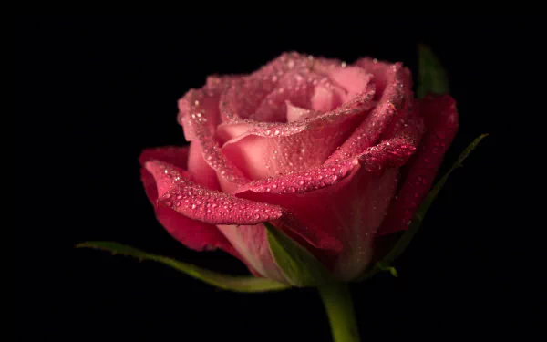 A stunning HD desktop wallpaper featuring a close-up of a pink rose with delicate water droplets, set against a black background. Nature's beauty highlighted in vivid detail.