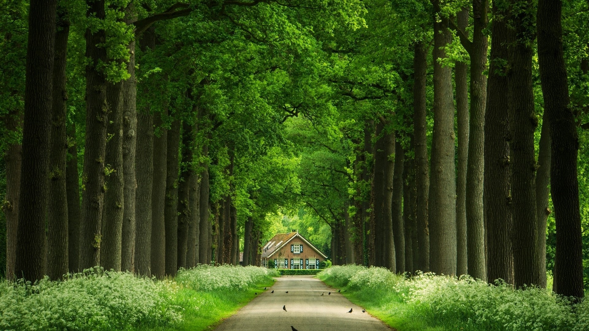 House at the End of Tree-Lined Street HD Wallpaper | Background Image
