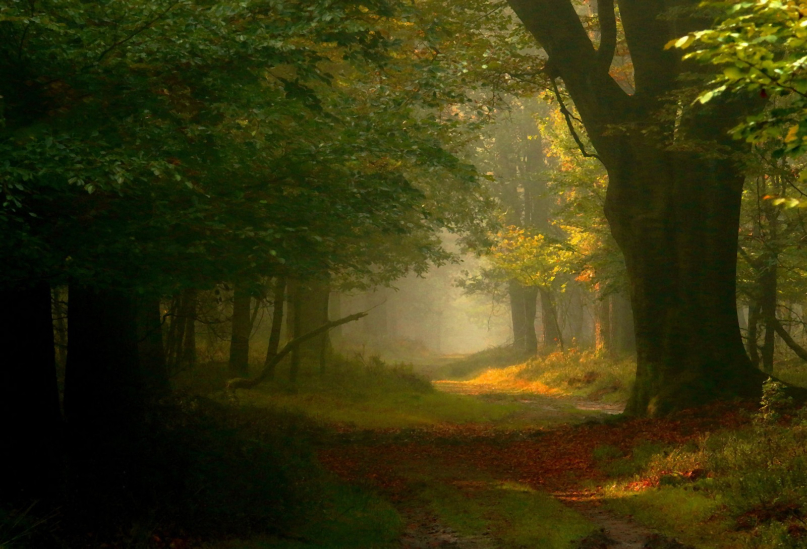 Download Fall Tree Fog Nature Forest Wallpaper