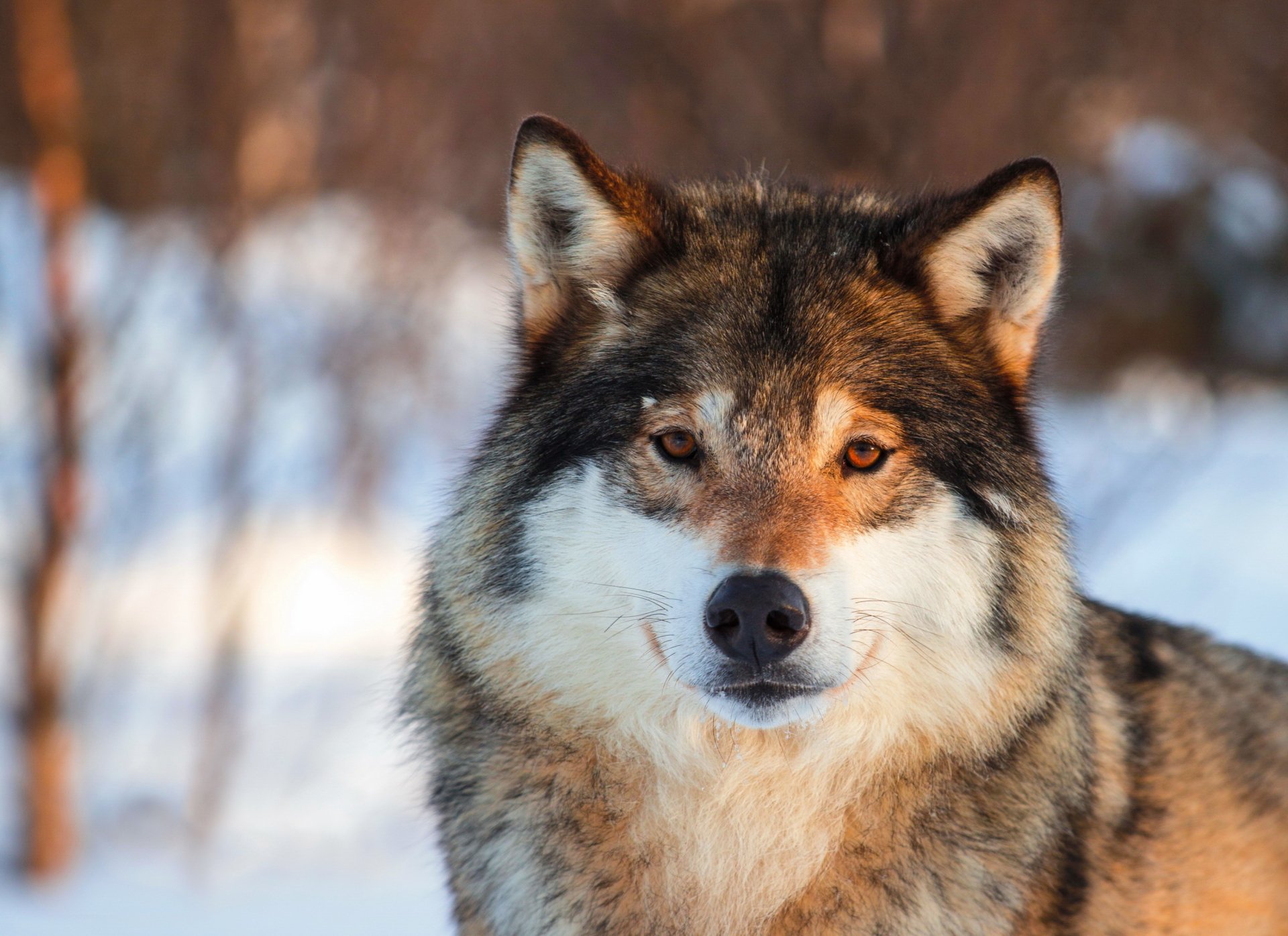 Download Animal Wolf HD Wallpaper