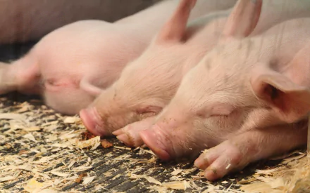Two adorable pigs sleeping peacefully on a bed of straw, captured in high definition. This peaceful animal scene makes for a charming desktop wallpaper.