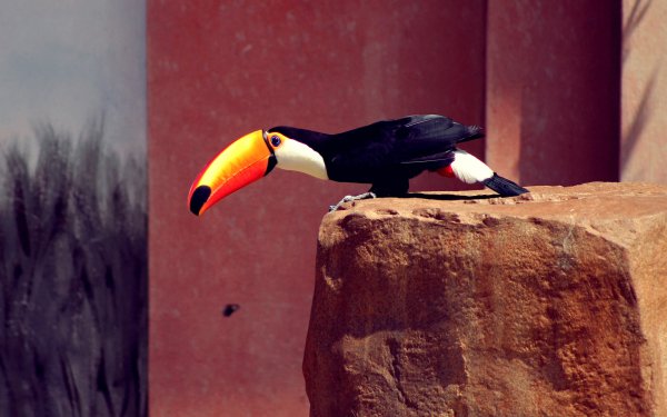 Animal Toucan Birds Toucans Bird HD Wallpaper | Background Image