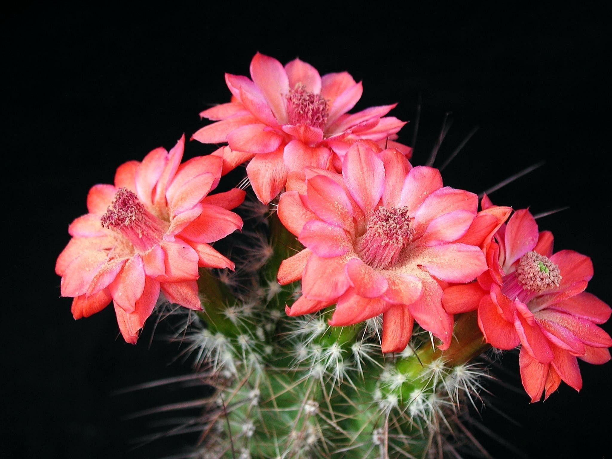 Nature Cactus HD Wallpaper | Background Image