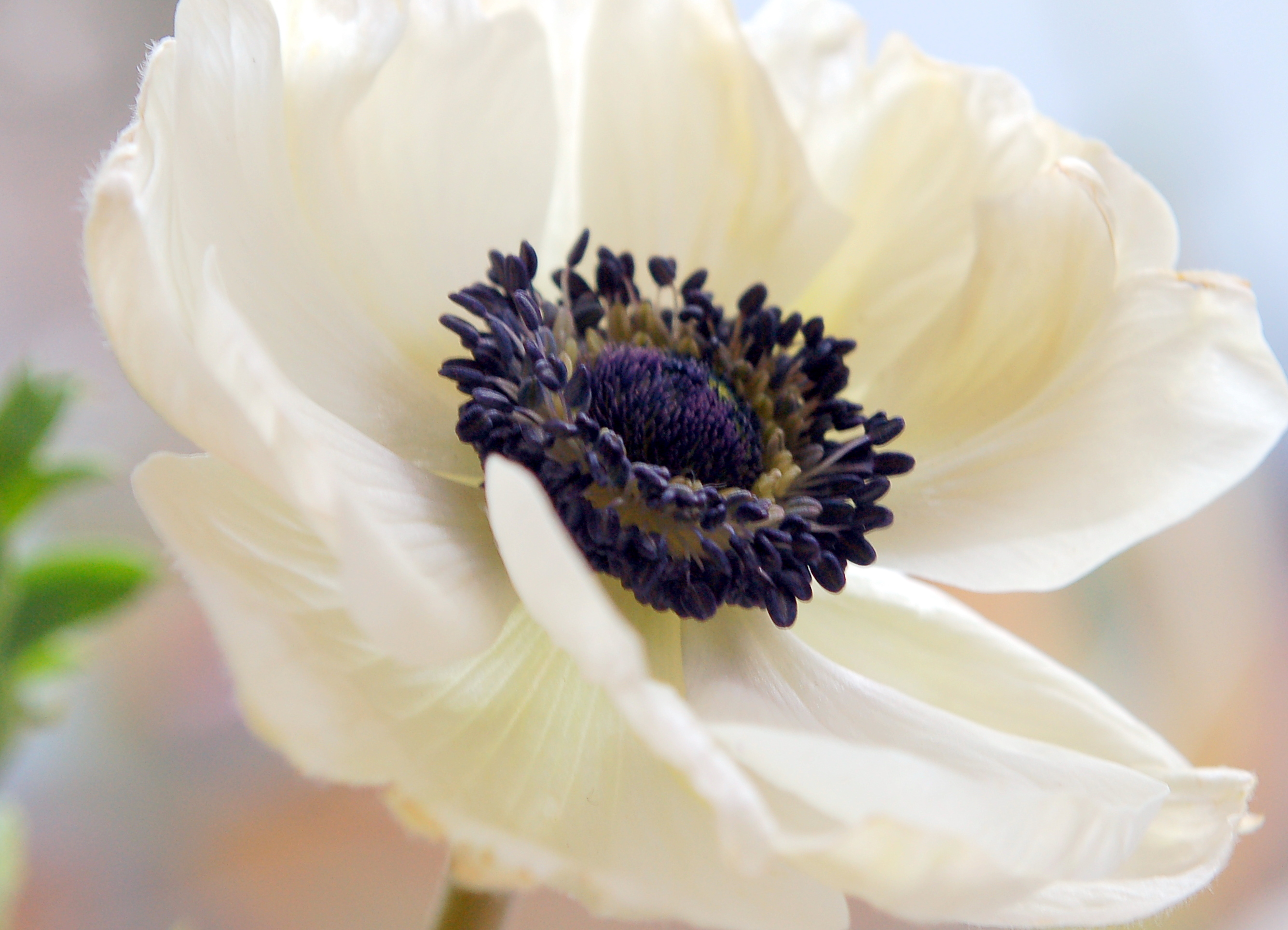 Earth Anemone HD Wallpaper | Background Image