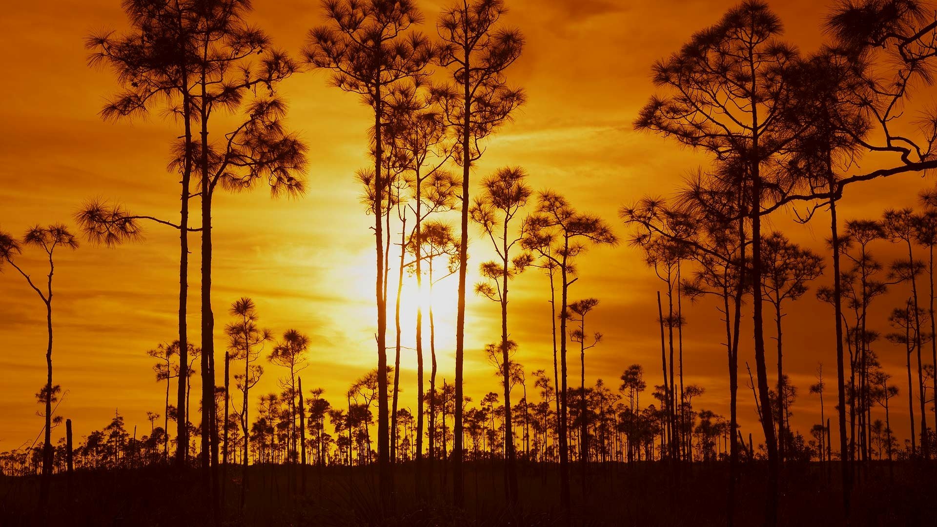 Sunset at Everglades National Park in Florida HD Wallpaper | Background