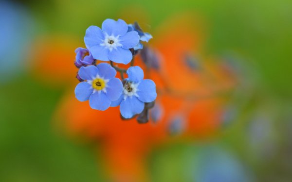 Nature Forget-Me-Not Flowers Flower Macro Blur Blue Flower HD Wallpaper | Background Image