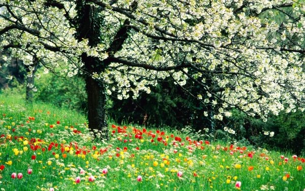 Earth Spring Field Grass Tree Blossom Flower White Flower Tulip HD Wallpaper | Background Image