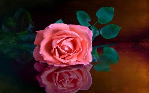 Earth Rose Flowers Reflection Close-Up Pink Flower HD Wallpaper | Background Image