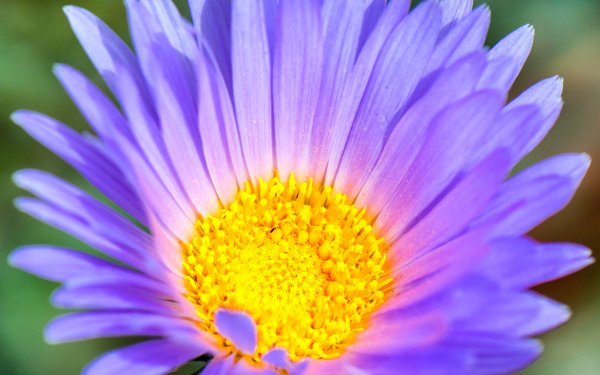 Earth Daisy Flowers Nature Flower Purple Flower Macro HD Wallpaper | Background Image
