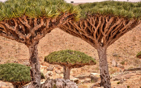 HD PC desktop wallpaper of desert nature showing umbrella-shaped Dracaena trees with twisted trunks rising above rocky, arid terrain.