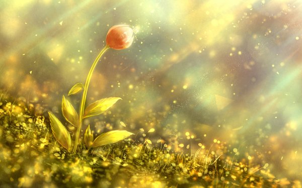 Artistic Flower Flowers Sunlight HD Wallpaper | Background Image