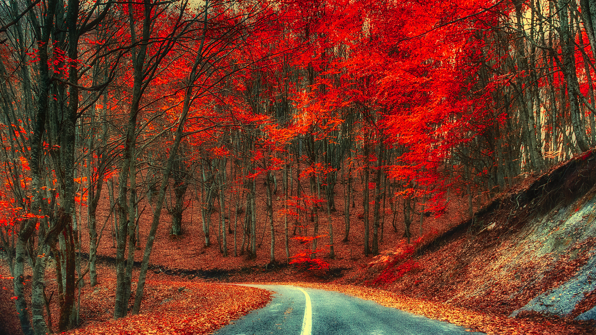 Autumn Road HD Wallpaper | Background Image | 2048x1152 ...