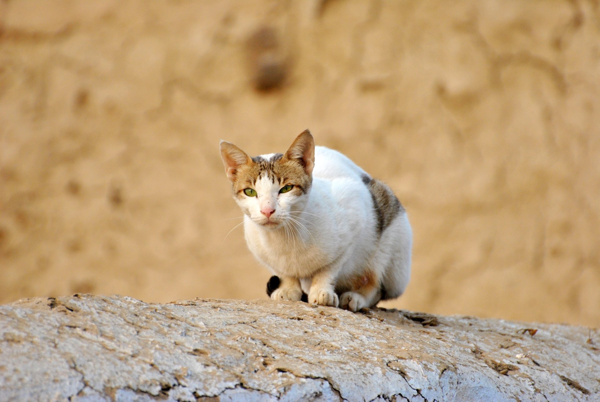 A cat with green eyes perched on a textured rock surface against a blurred earthy background, captured in 4K Ultra HD quality.