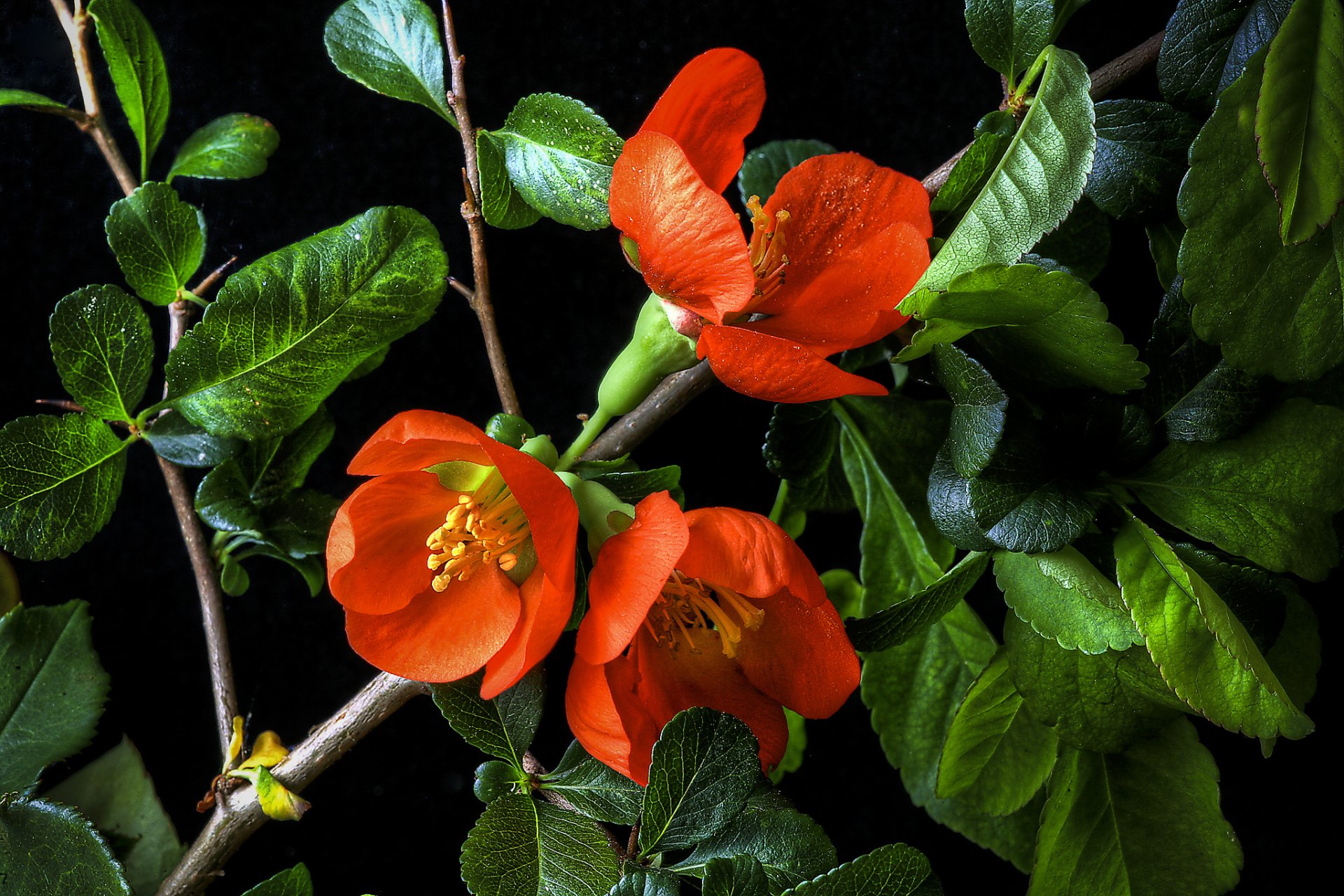 Download Orange Flower Branch Green Leaf Flower Nature Blossom HD Wallpaper