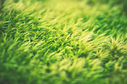 macro depth of field green nature grass HD Desktop Wallpaper | Background Image