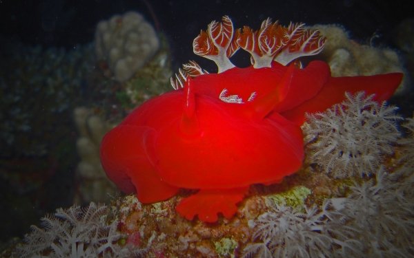Animal Sea Slug Nudibranch HD Wallpaper | Background Image
