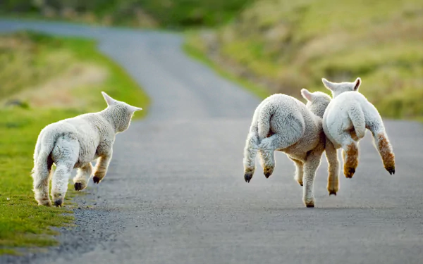 HD PC desktop wallpaper: three baby lambs bounding down a country road with green verge, playful sheep captured mid-leap.