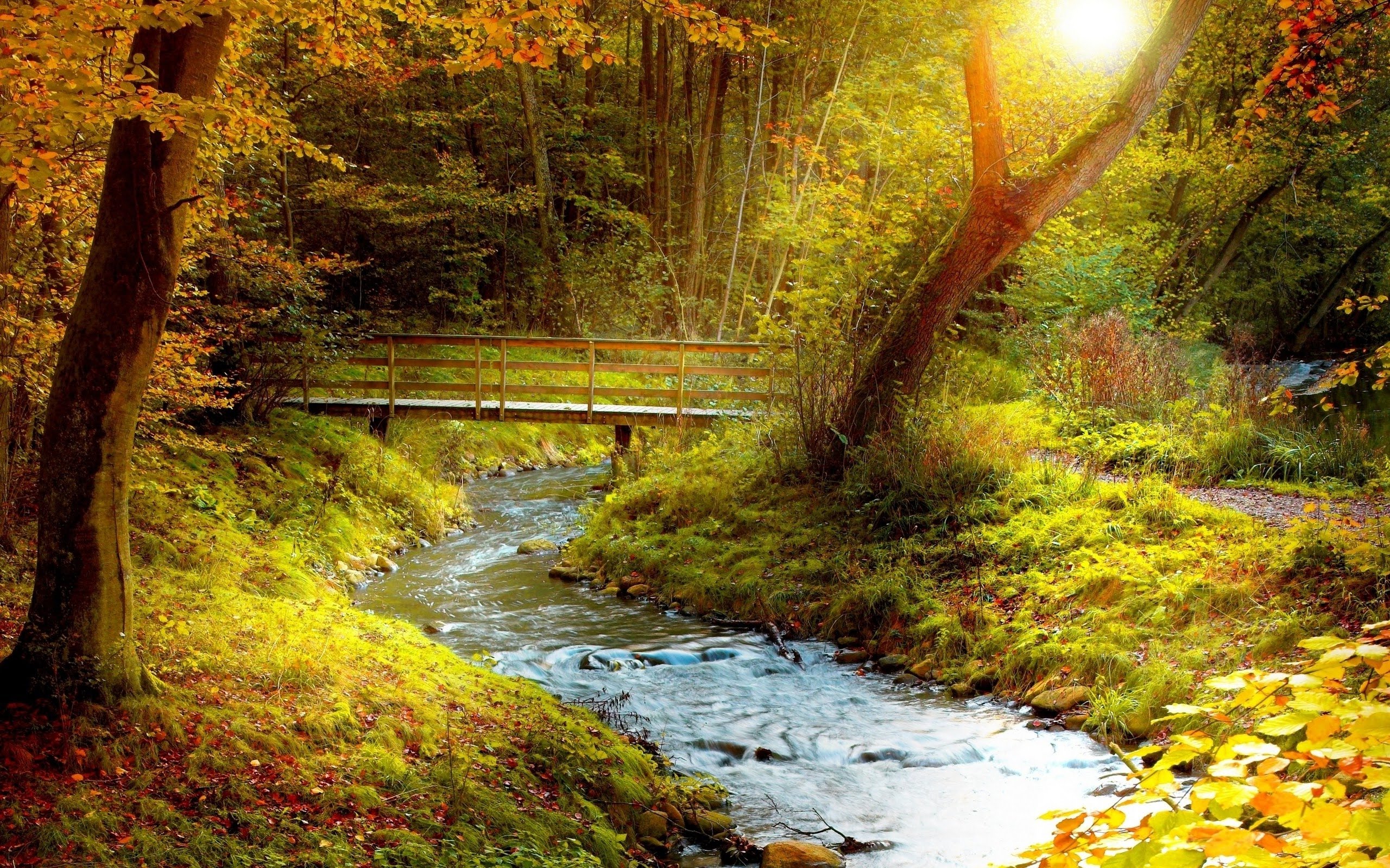 Bridge In Autumn Forest 