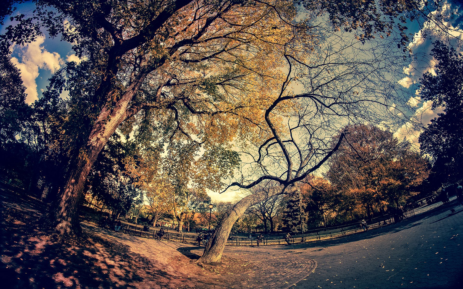 HD desktop wallpaper featuring a fisheye view of a tree in a park, accentuating the curved branches and autumn leaves.