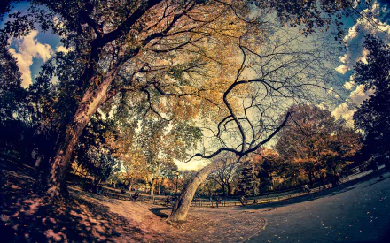 HD desktop wallpaper featuring a fisheye view of a tree in a park, accentuating the curved branches and autumn leaves.
