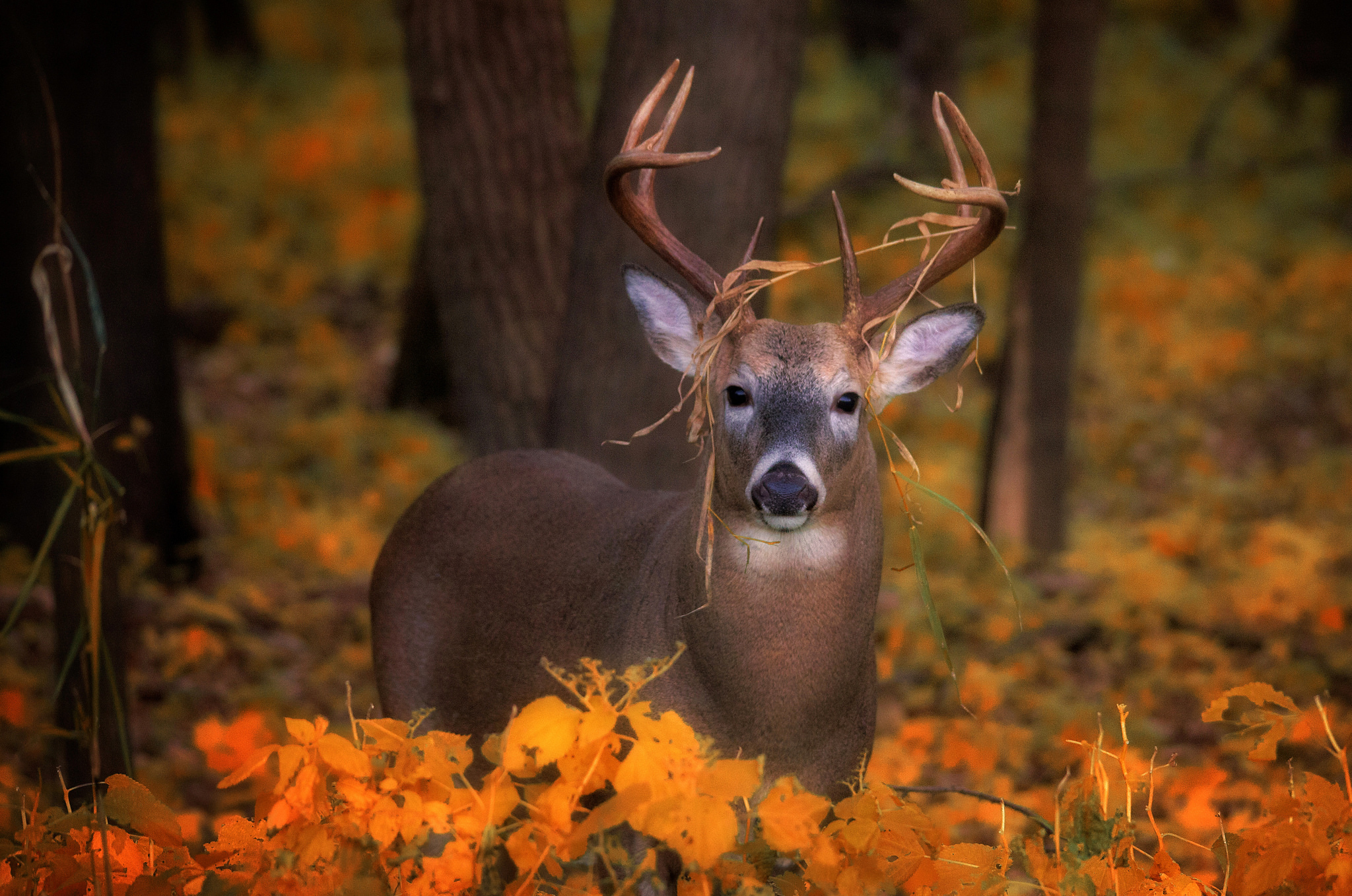 Download Stare Fall Animal Deer HD Wallpaper