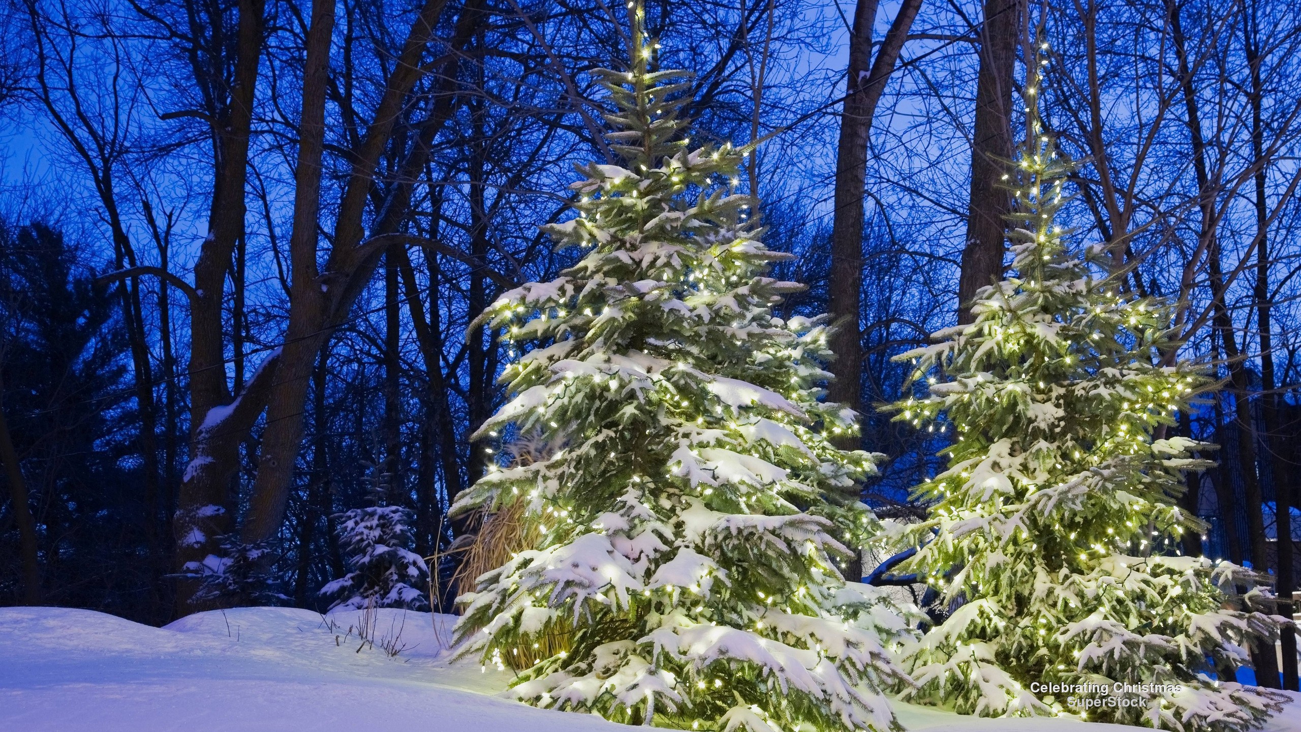 Lighted Pine Trees in Winter Forest HD Wallpaper | Hintergrund