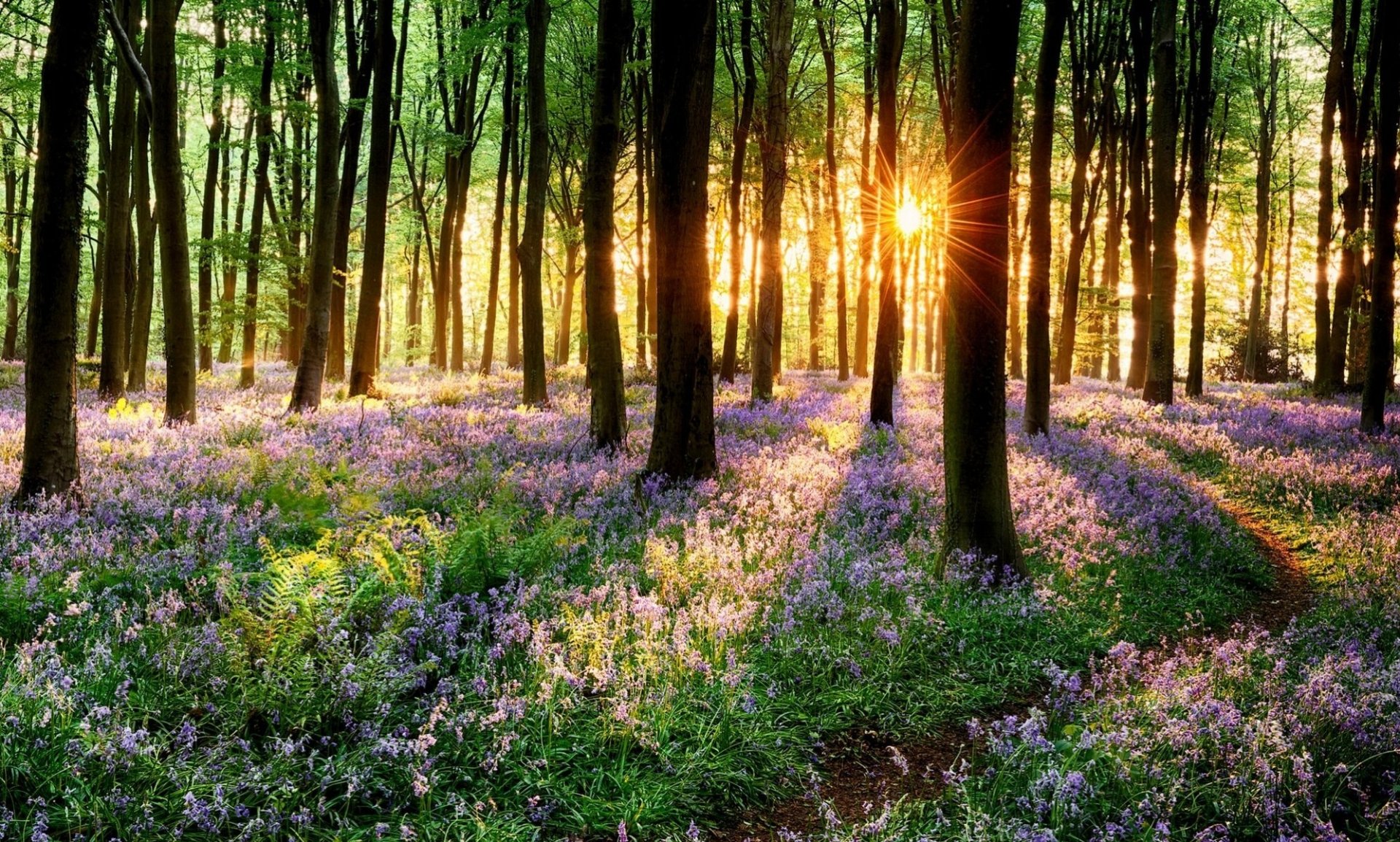 Sunlight filters through forest trees onto a carpet of blooming purple flowers, capturing the essence of spring in this HD nature desktop wallpaper.
