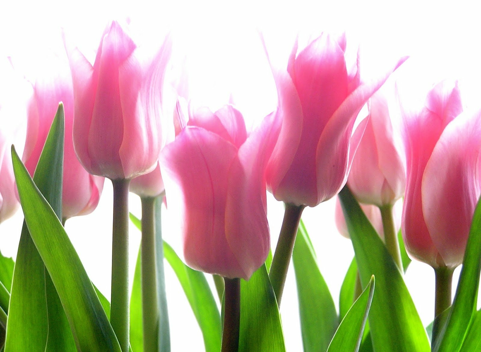 Pink Wedding Tulips Wallpaper And Hintergrund 1600x1171 Id Wallpaper Abyss