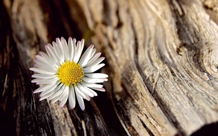  White Daisy in Tree Bark