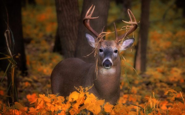 Animal Deer Fall Stare HD Wallpaper | Background Image