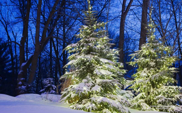 Snow-covered pine trees glow with holiday lights in a serene winter forest at twilight, captured in this HD desktop wallpaper and background.